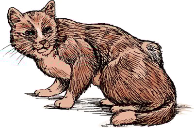Fibrosarcoma, cat