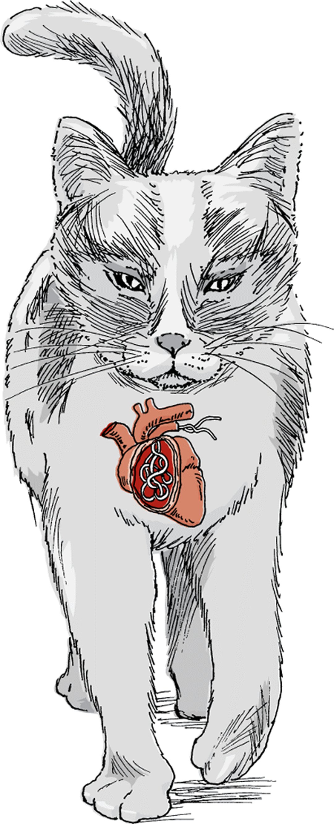 Infestación por gusano del corazón (dirofilariosis), gato