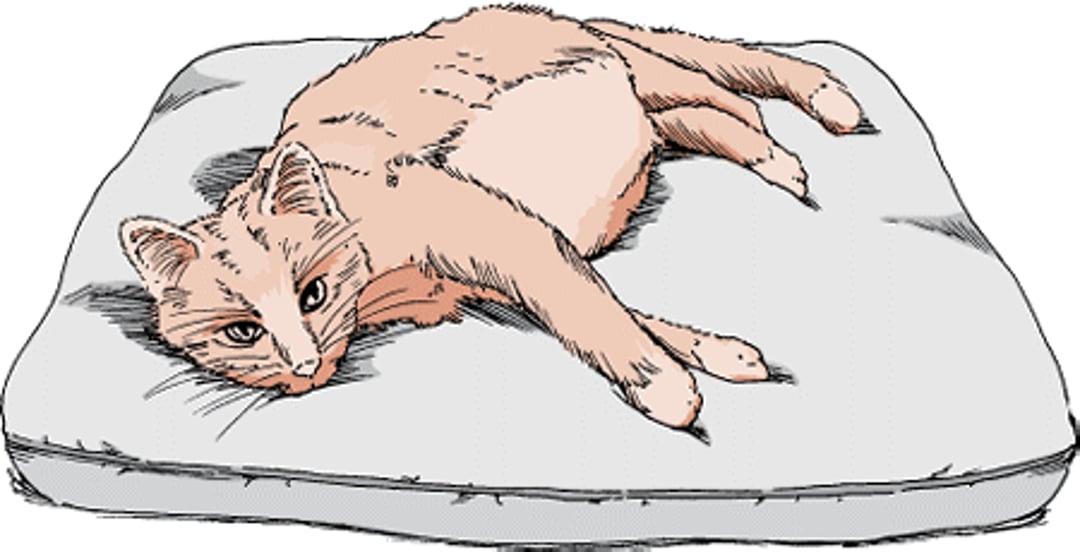 Hepatic lipidosis, cat