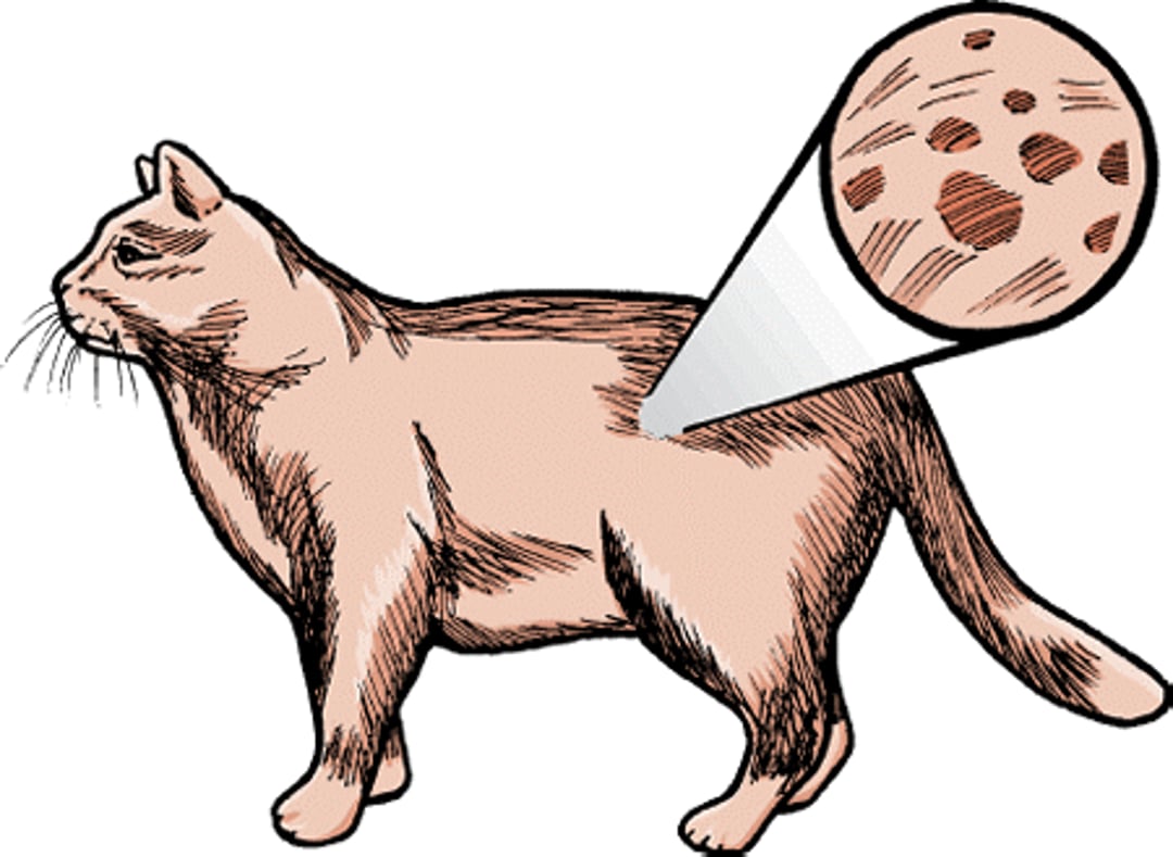Hives, cat