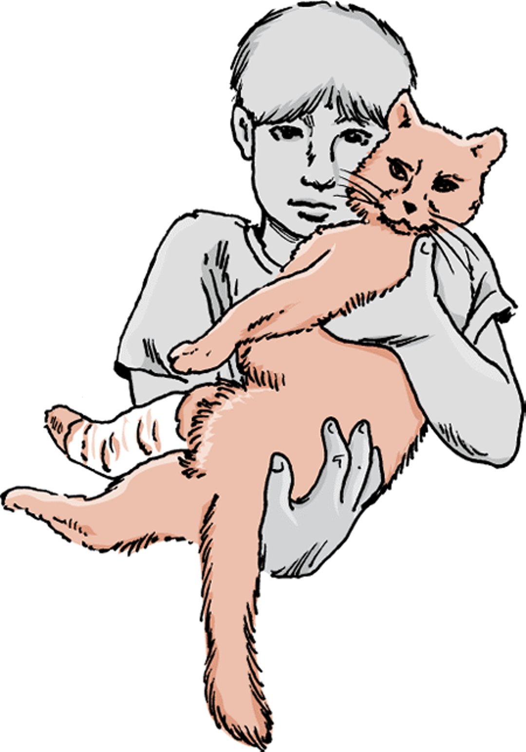 Incomplete fracture cast, cat