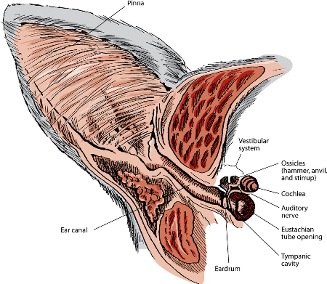 Inside a cat's ear