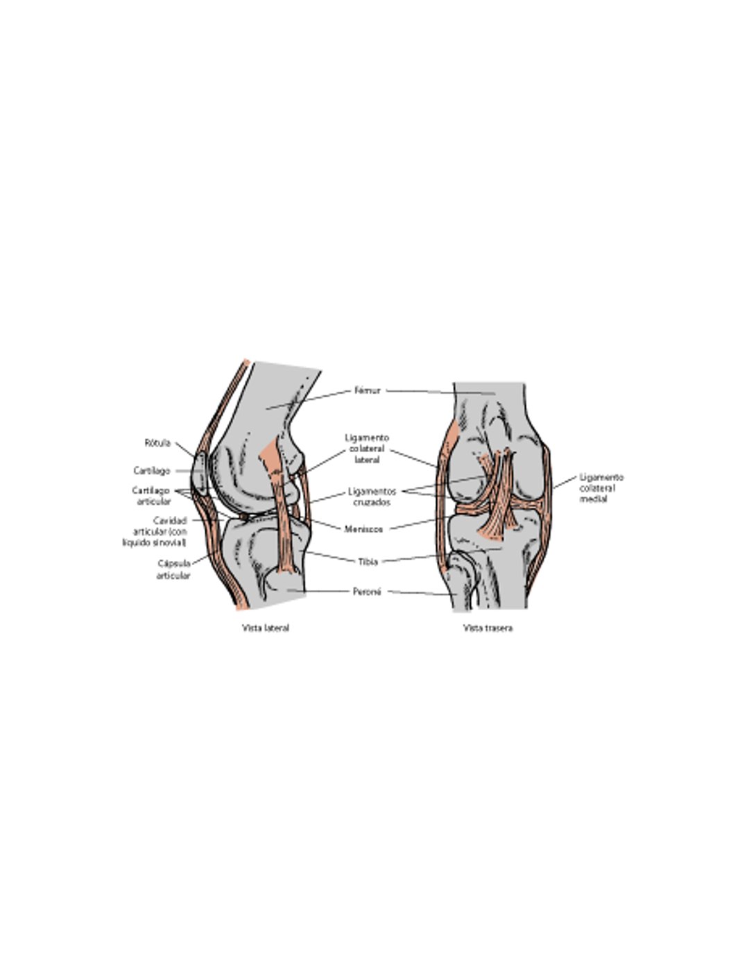 Articulación de la rodilla, gato