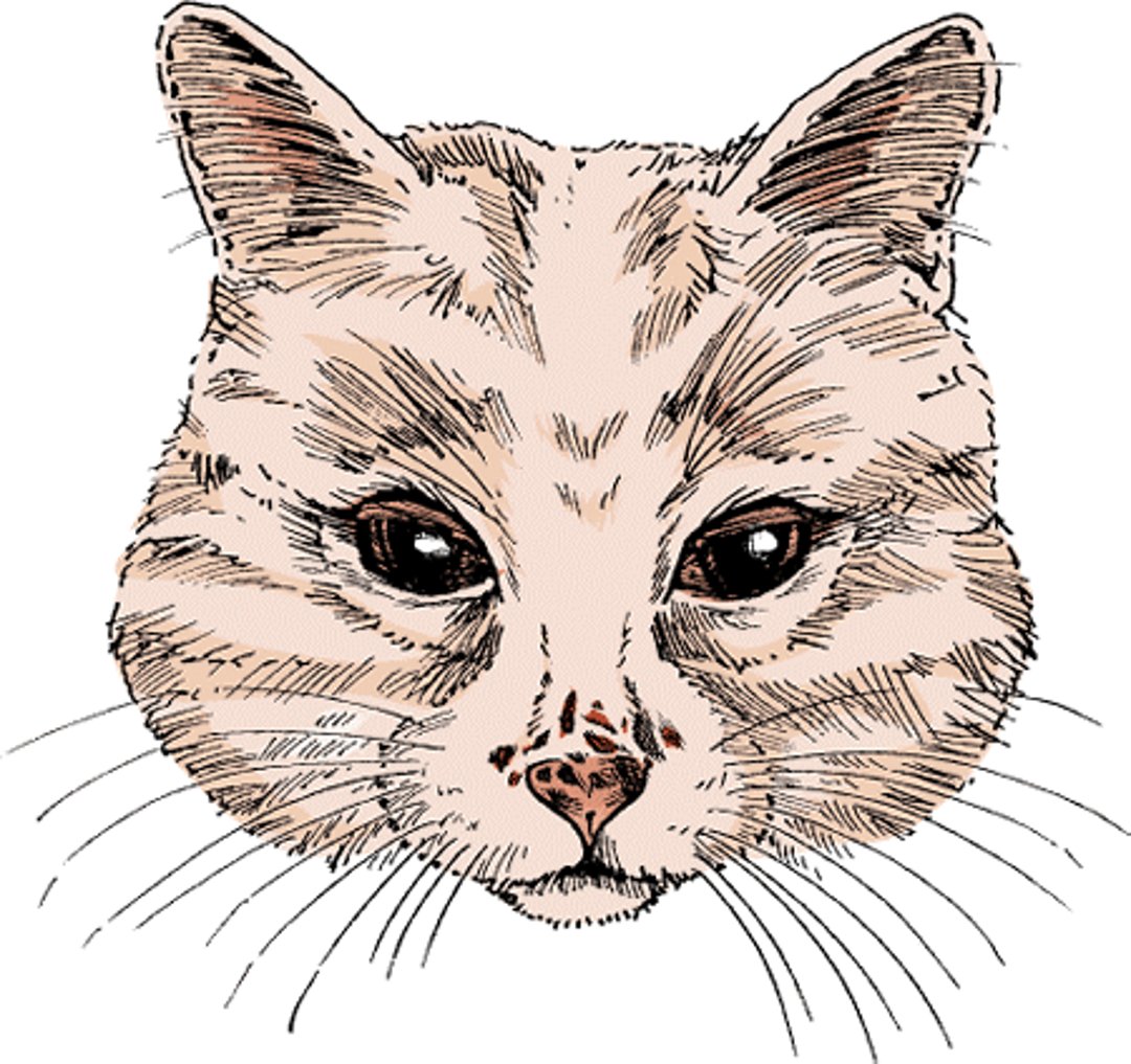 Lentigo, cat