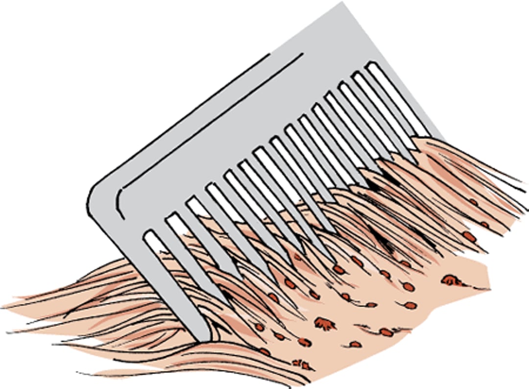 Lice and nits, cat
