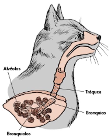 Pulmones y vías respiratorias de un gato