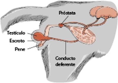 Sistema reproductivo de un gato macho