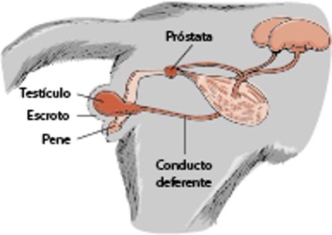 Sistema reproductivo de un gato macho
