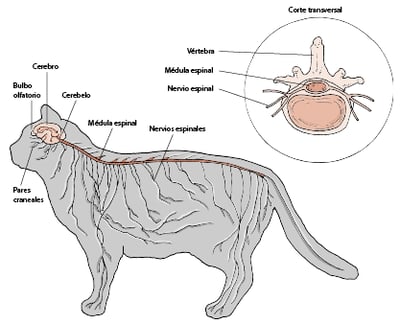 Sistema nervioso, gato