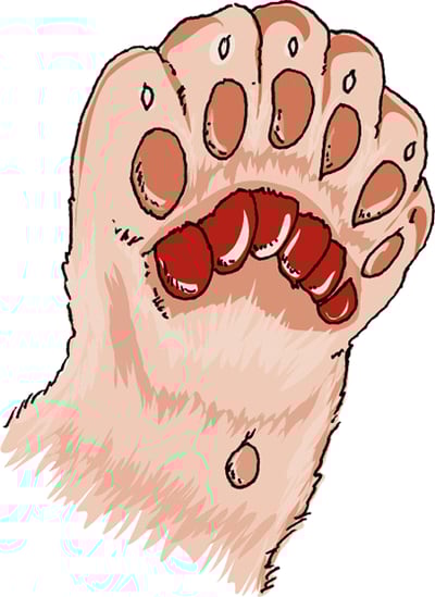 Polydactyly, cat
