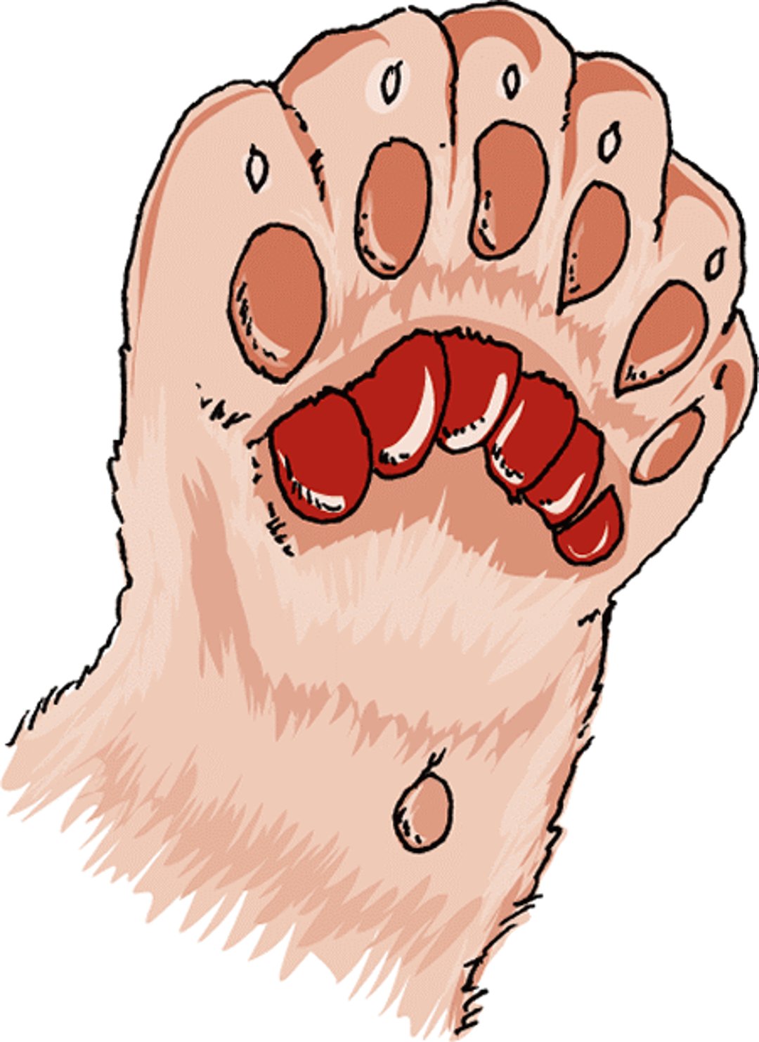 Polidactilia, gato