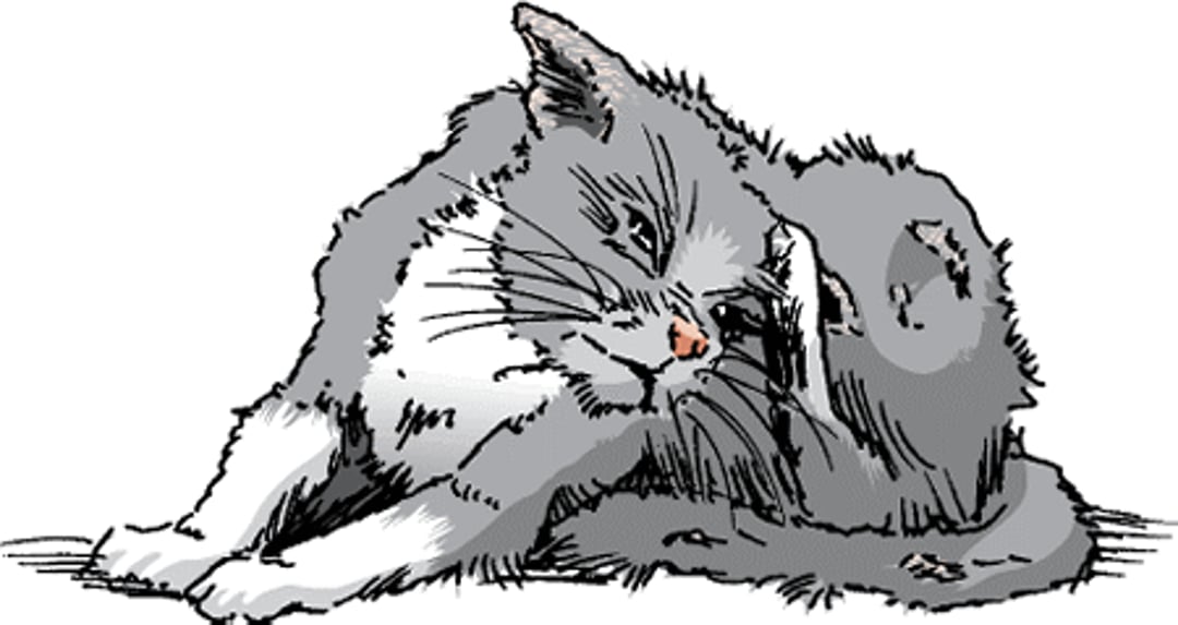 Mal estado del pelo, gato