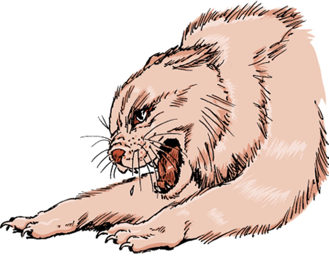Rabia, gato