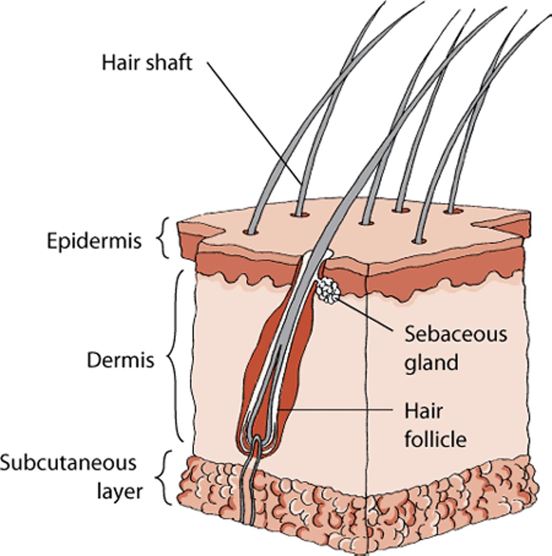 Anatomy of a cat's skin