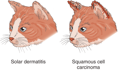 Solar dermatitis and squamous cell carcinoma, cat
