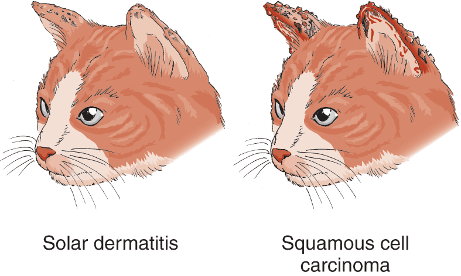 Solar dermatitis and squamous cell carcinoma, cat