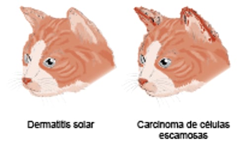 Dermatitis solar y carcinoma de células escamosas, gato