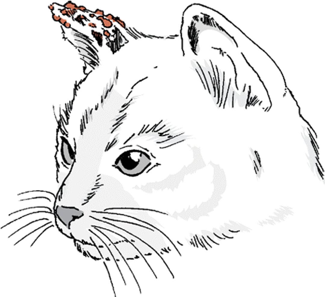 Carcinoma de células escamosas, gato