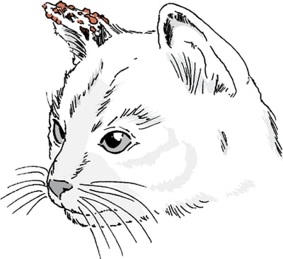 Carcinoma de células escamosas, gato
