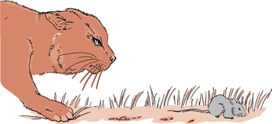 Stalking prey, cat