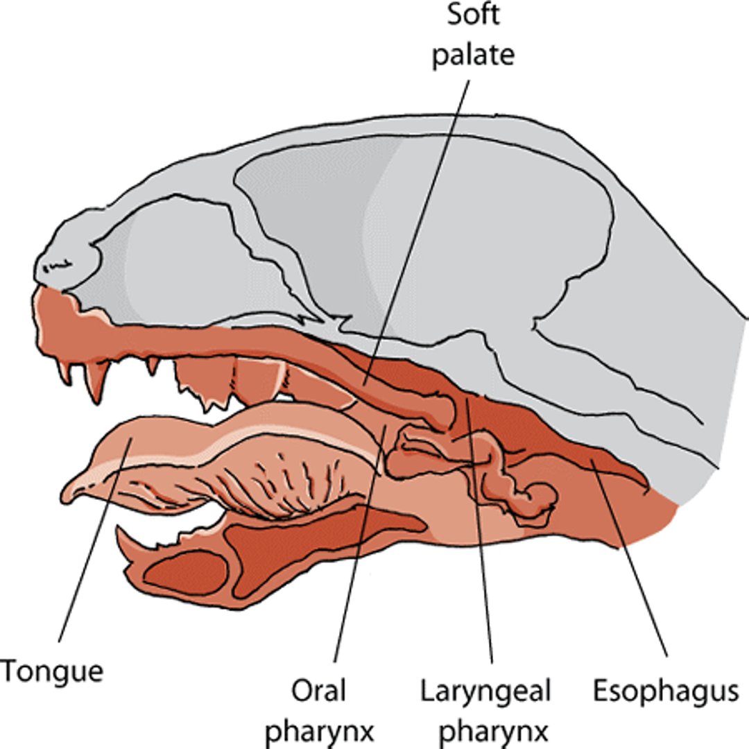 Throat and pharynx, cat