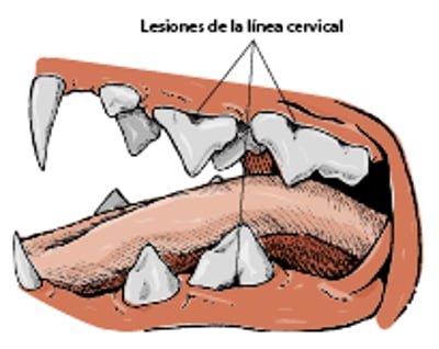 Lesiones de la línea cervical, gato