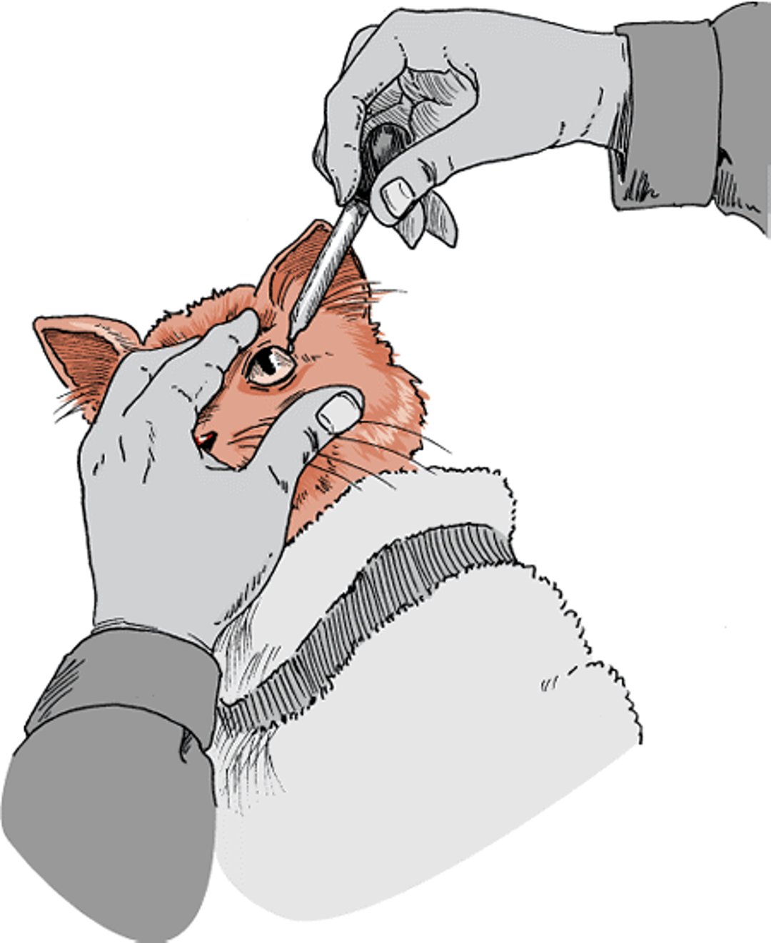 Eye drop administration, cat