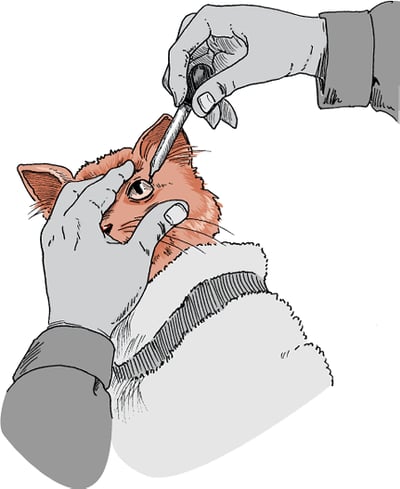 Eye drop administration, cat