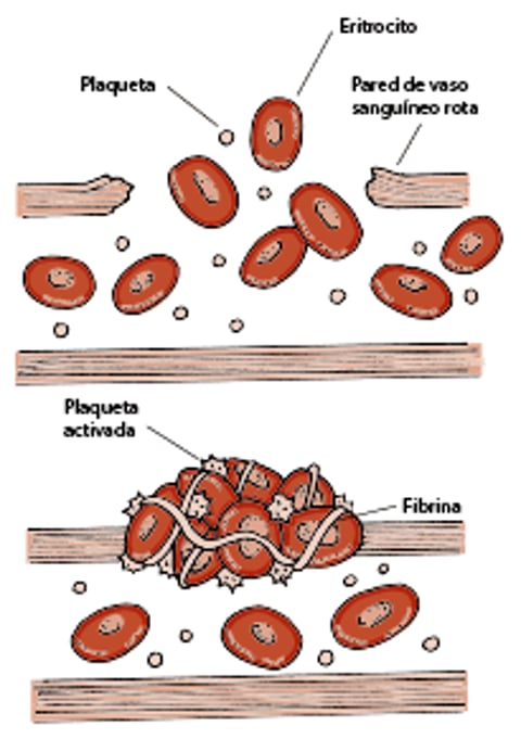 Hemostasia