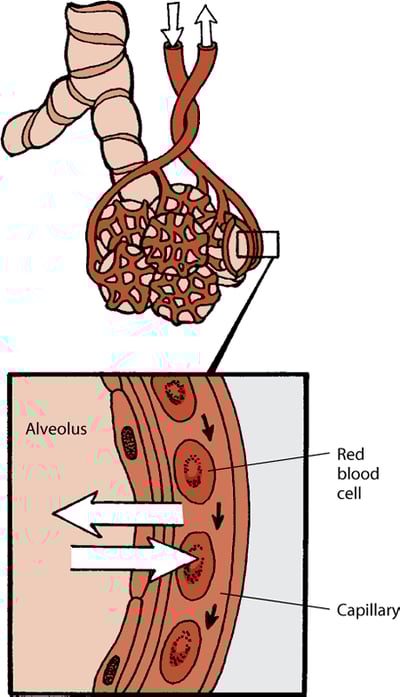 Lung alveoli and capillaries