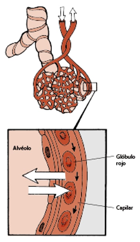 Alvéolos y capilares pulmonares