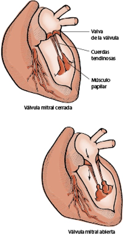 Válvula mitral