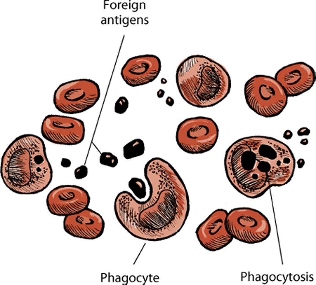Phagocytosis