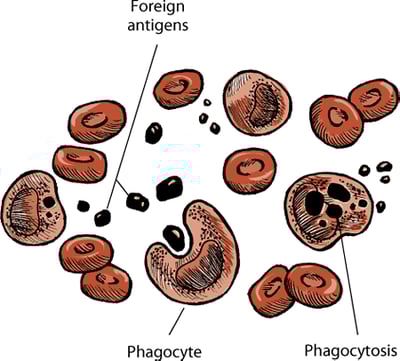 Phagocytosis