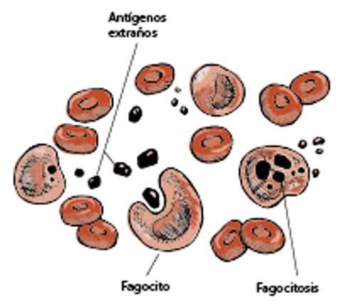 Fagocitosis
