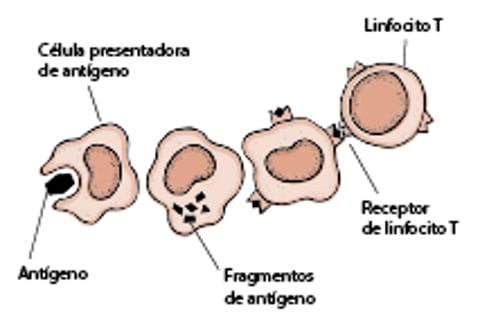 Antígenos y linfocitos T