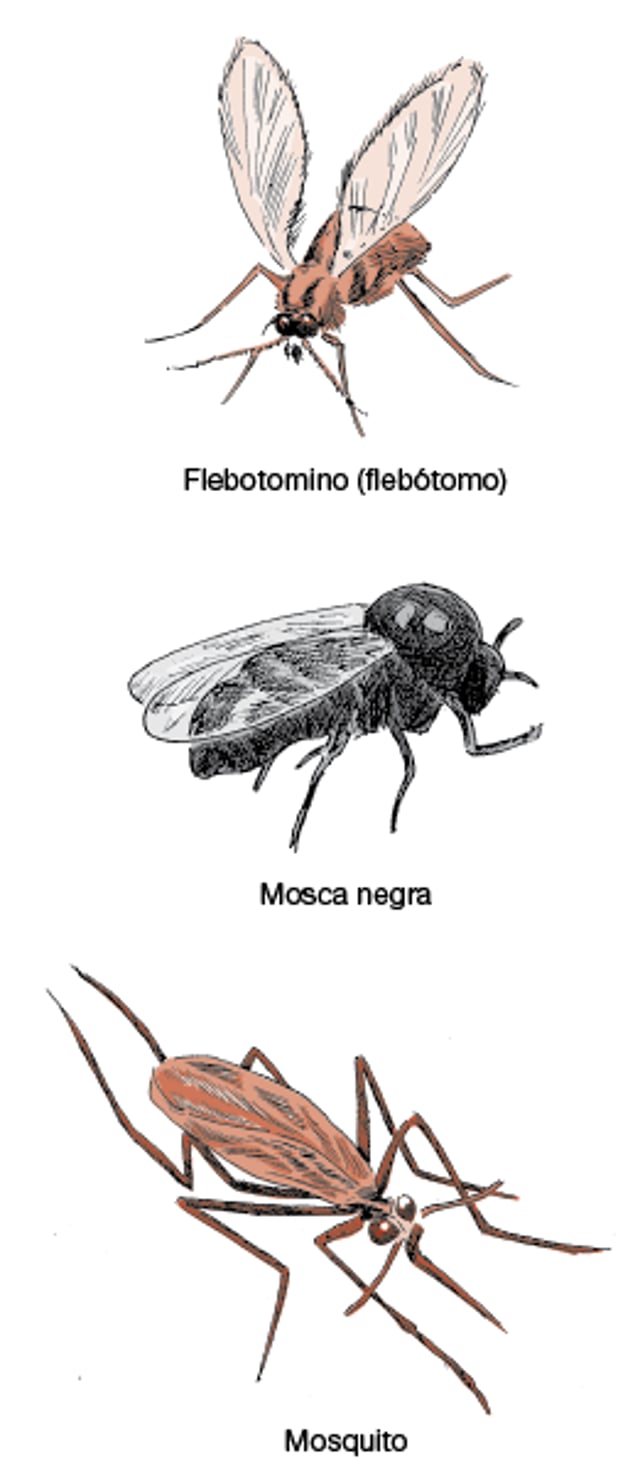Dípteros picadores