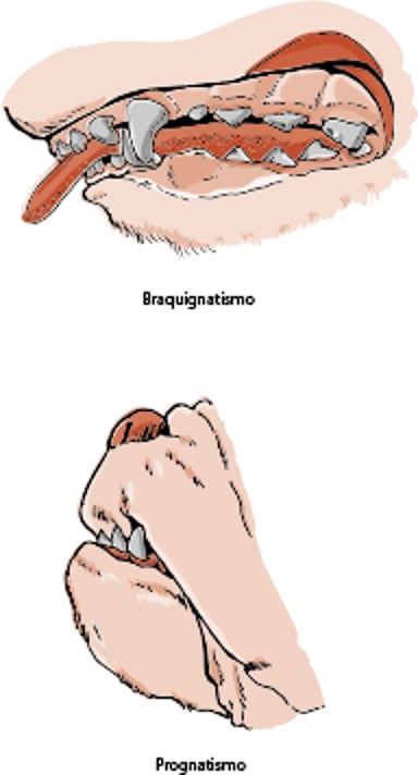 Braquignatismo y prognatismo, perro