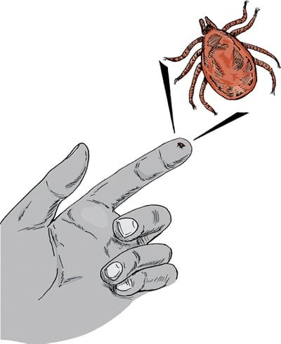 Deer tick