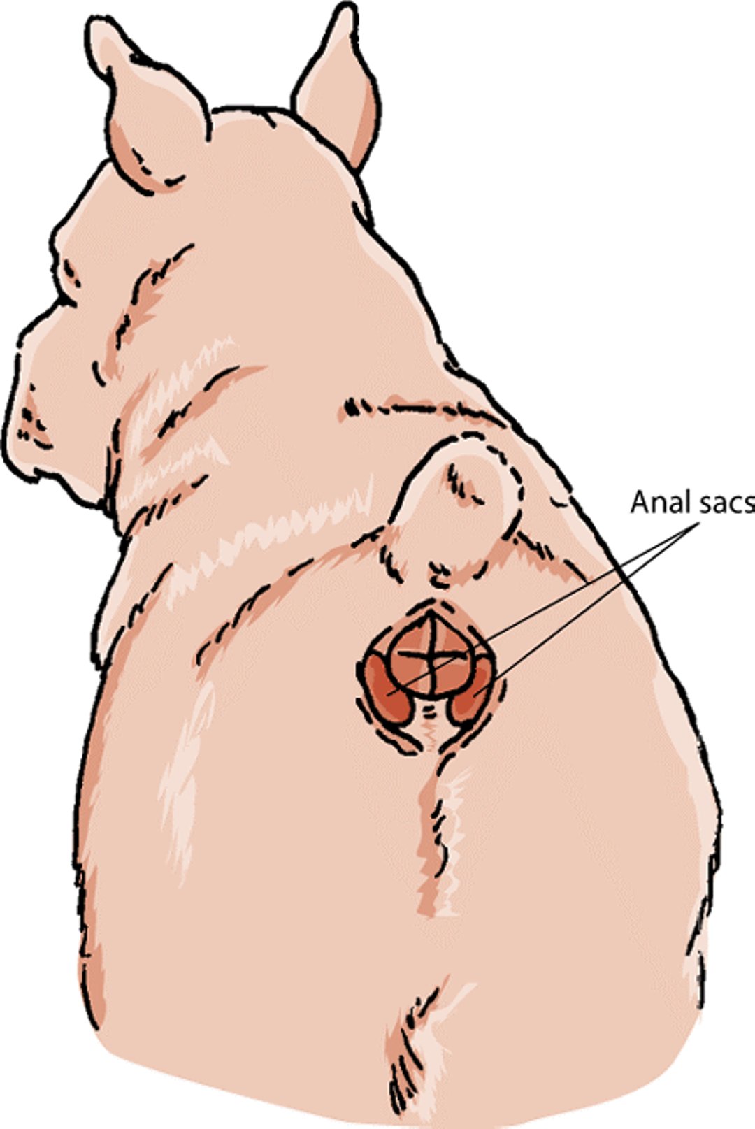 Anal sacs of a dog