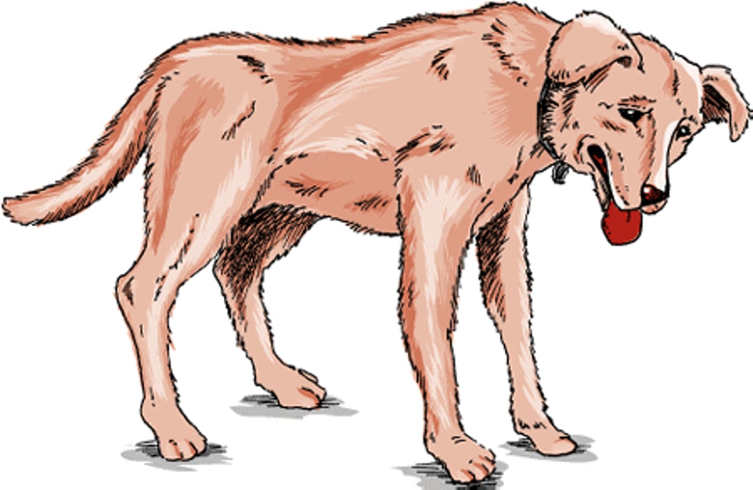 Arthritis in dogs