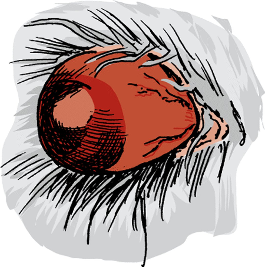 Protruding eyeball, dog