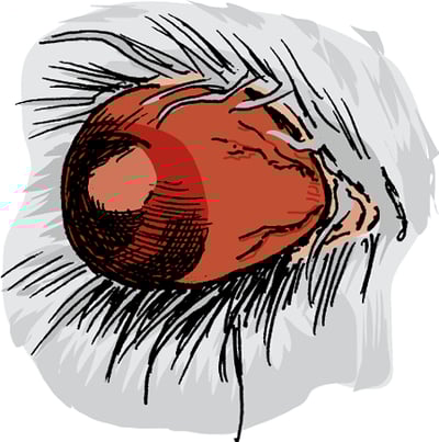 Protruding eyeball, dog
