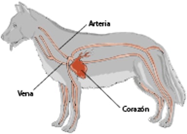 Sistema cardiovascular de un perro