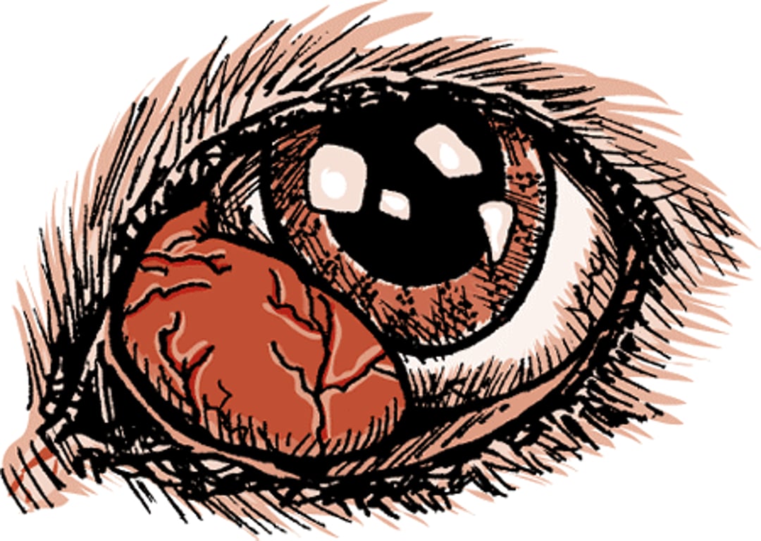 Third eyelid prolapse, dog