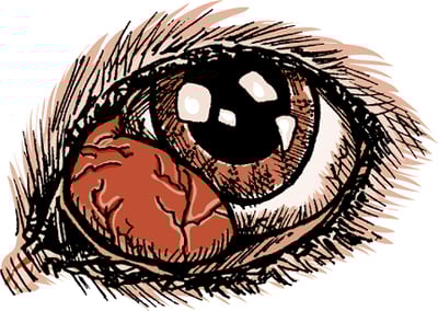 Third eyelid prolapse, dog