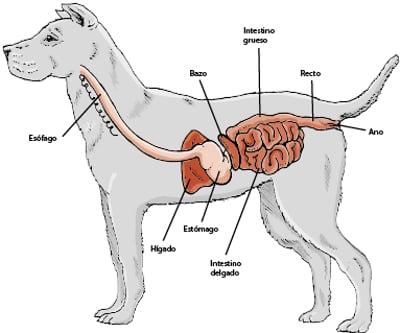Principales órganos digestivos de un perro.