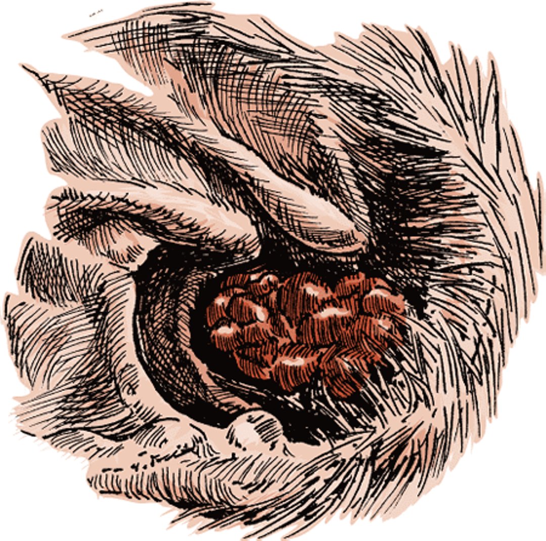 Ceruminous gland tumor, dog