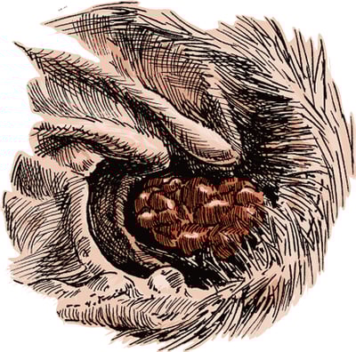 Ceruminous gland tumor, dog