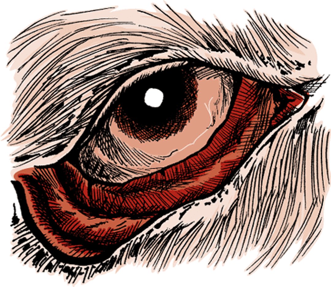 Ectropión ocular, perro